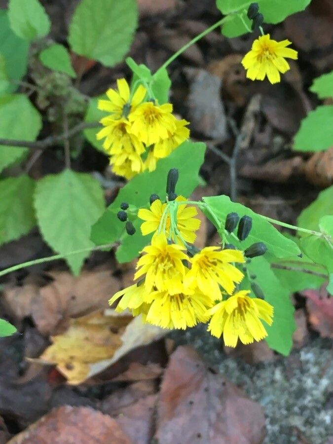 Crepidiastrum denticulatum — related species from the same genus