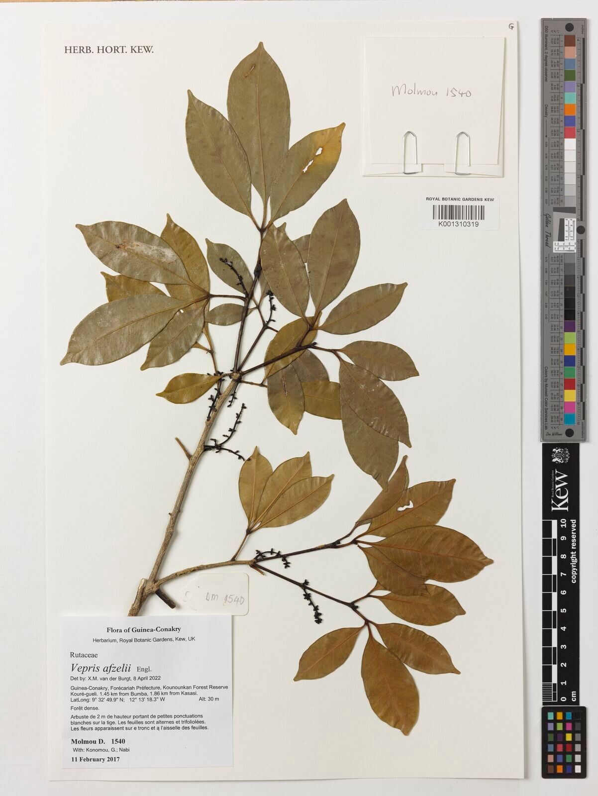 Vepris afzelii — related species from the same genus