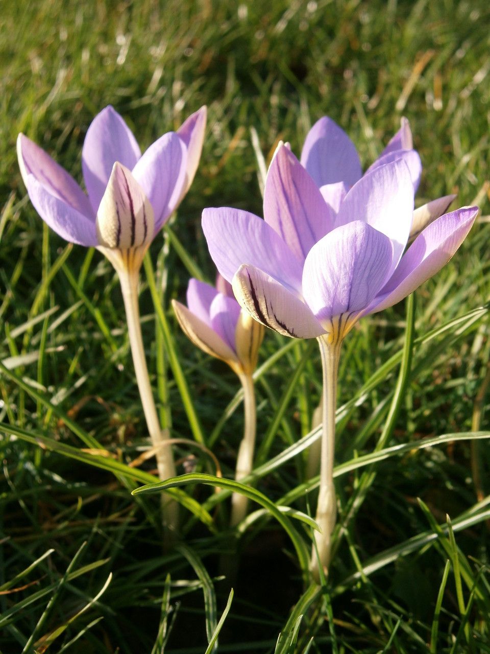 Crocus imperati habit