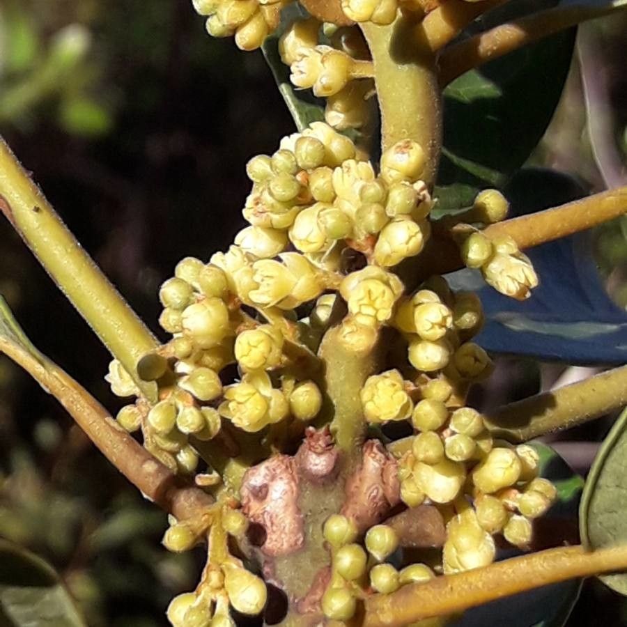 Litsea deplanchei flower