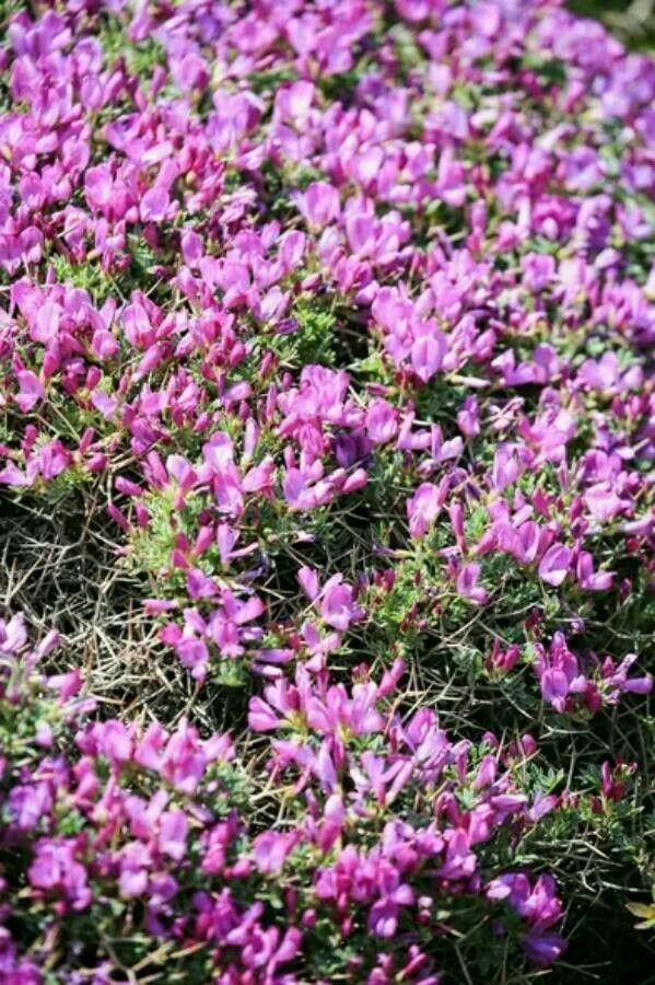 Onobrychis cornuta — search result for 'Onobrychis'