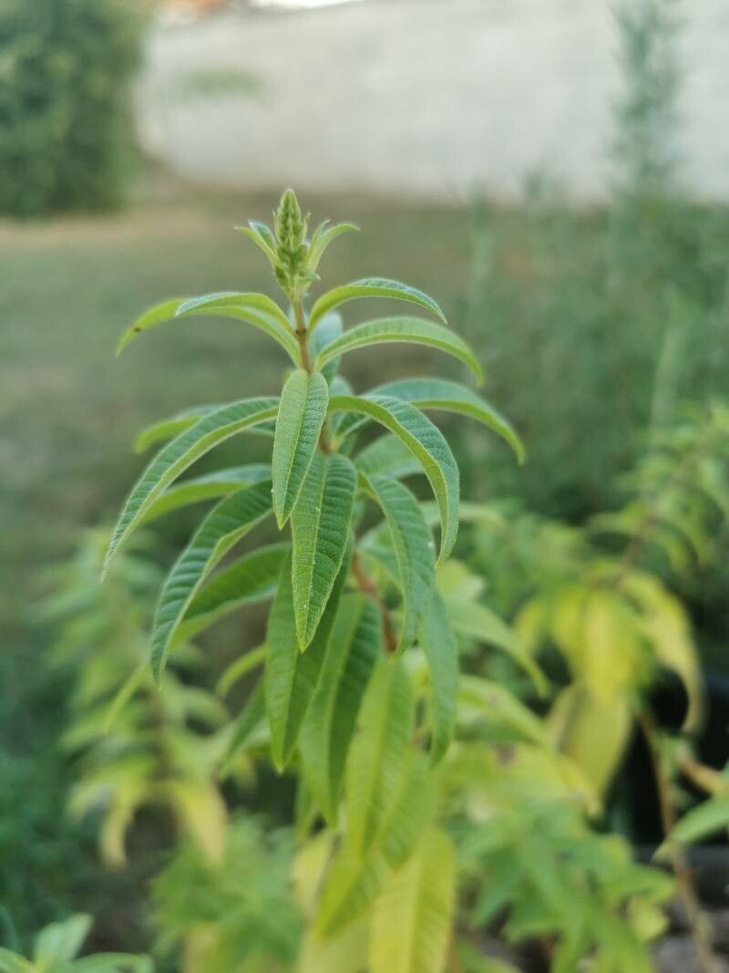 Aloysia citrodora