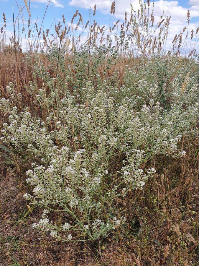 Lepidium montanum — search result for 'Lepidium'