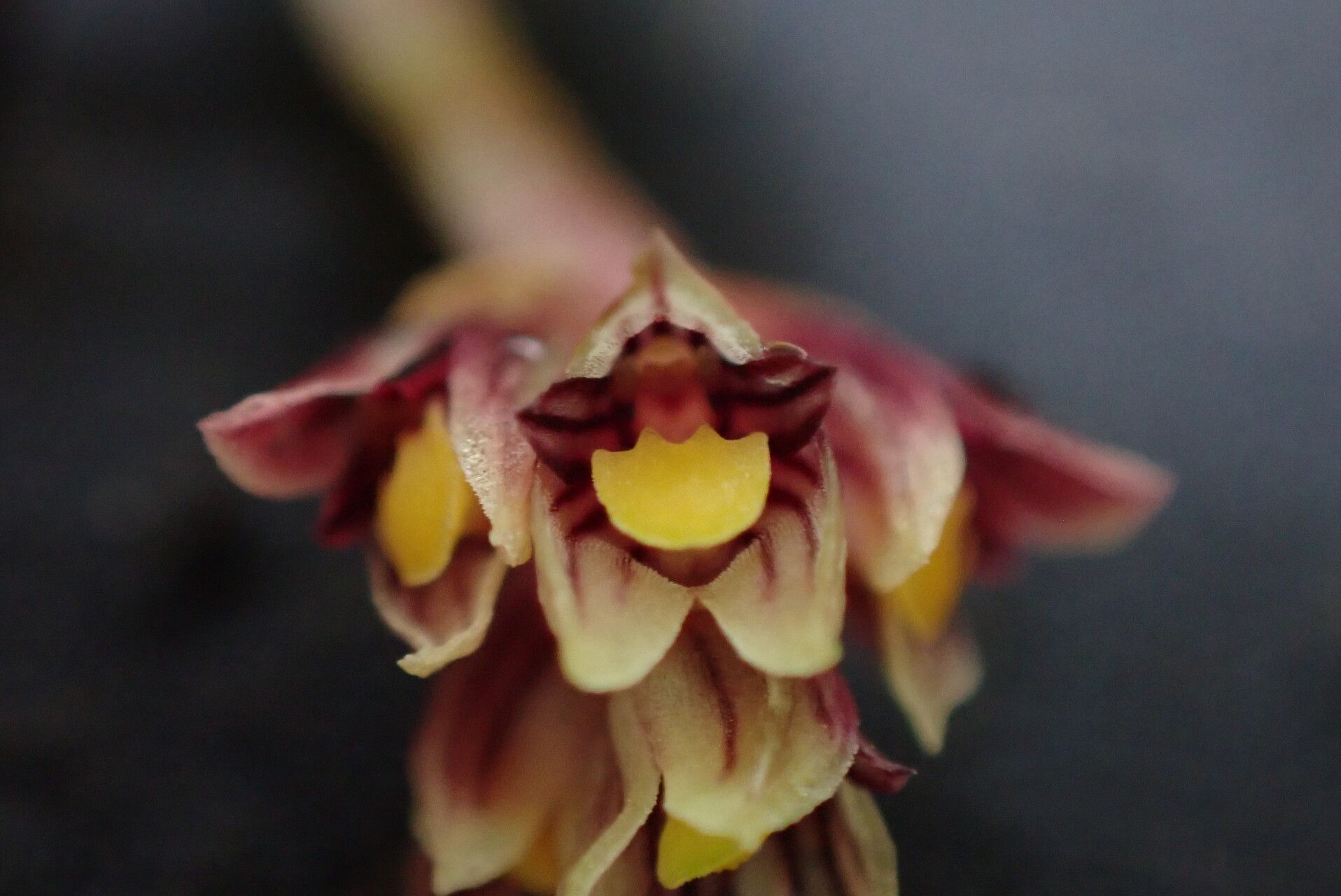 Bulbophyllum lyperocephalum — houseplant care guide