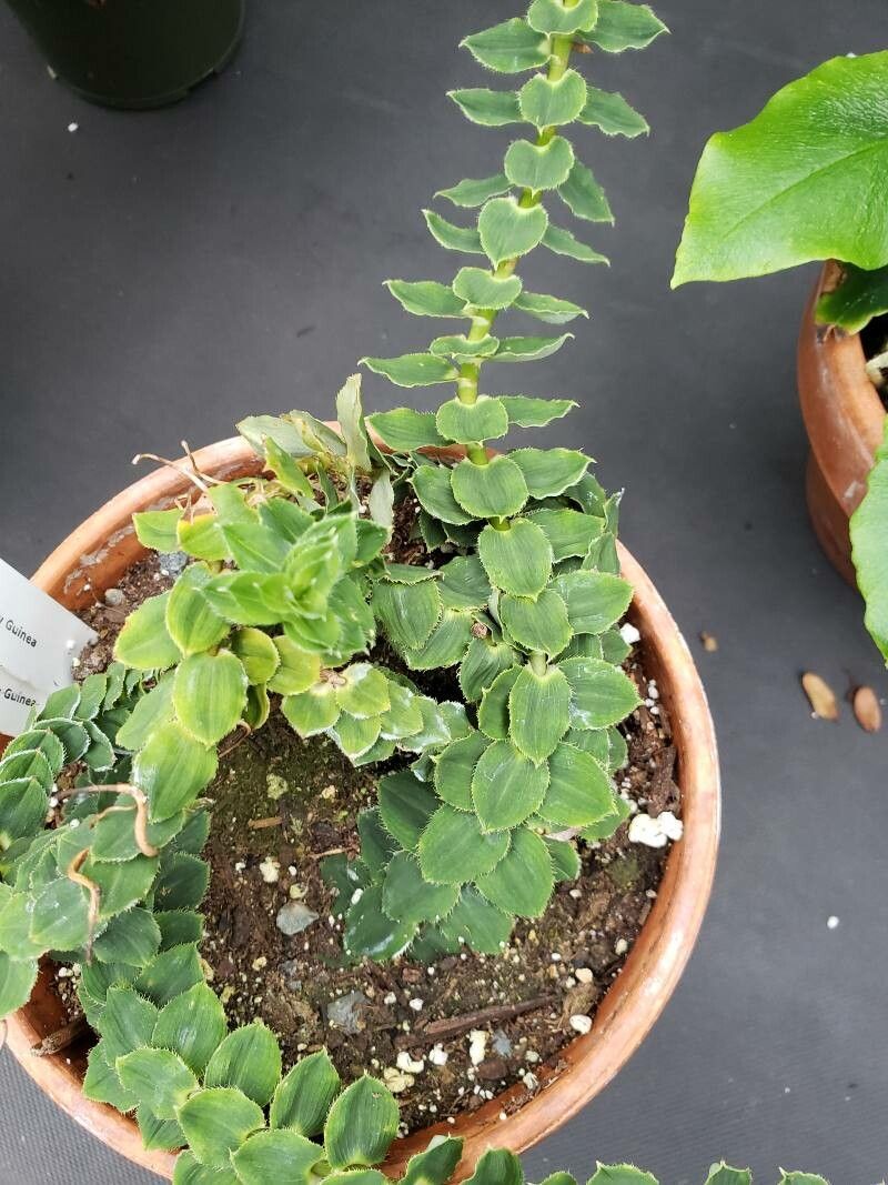 Freycinetia elegantula — houseplant care guide