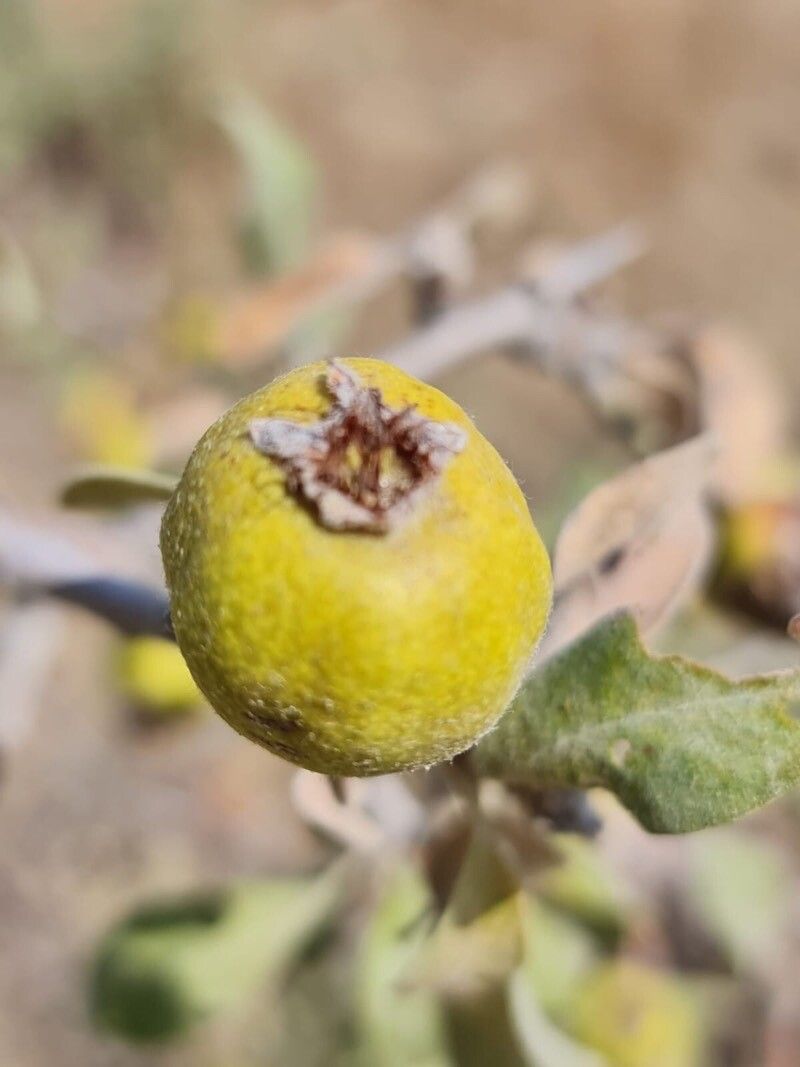 Pyrus elaeagnifolia fruit