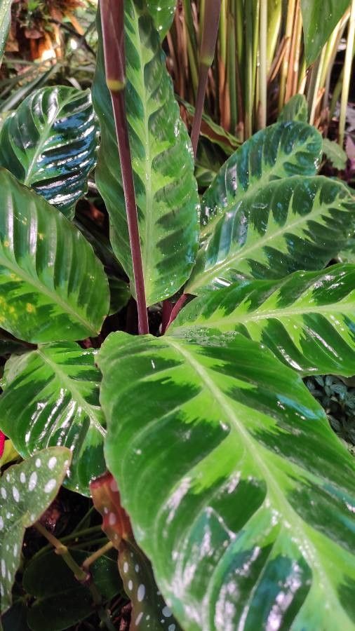 Calathea warscewiczii leaf