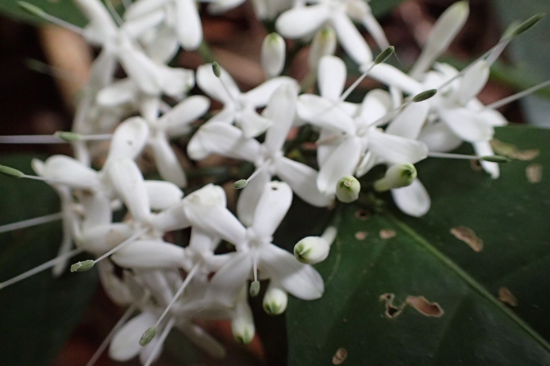 Pavetta stemonogyne — houseplant care guide