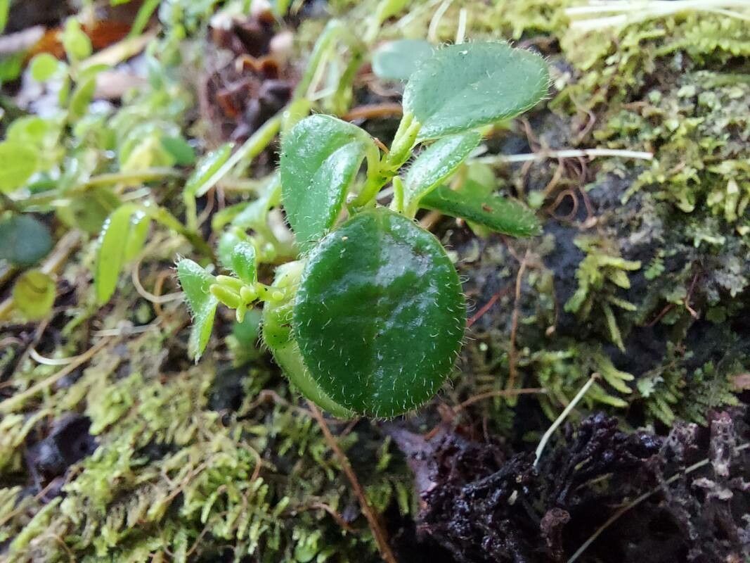 Peperomia goudotii — houseplant care guide