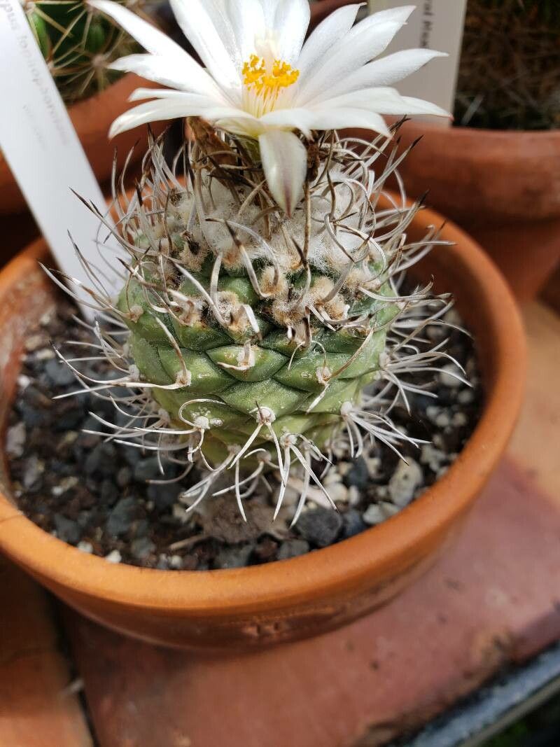 Turbinicarpus lophophoroides — houseplant care guide