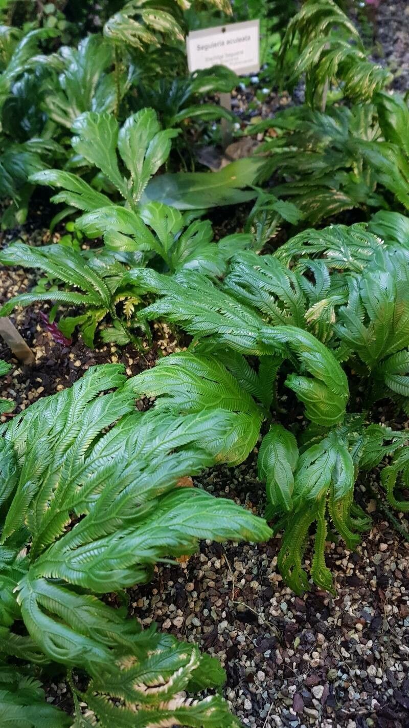 Selaginella grandis leaf