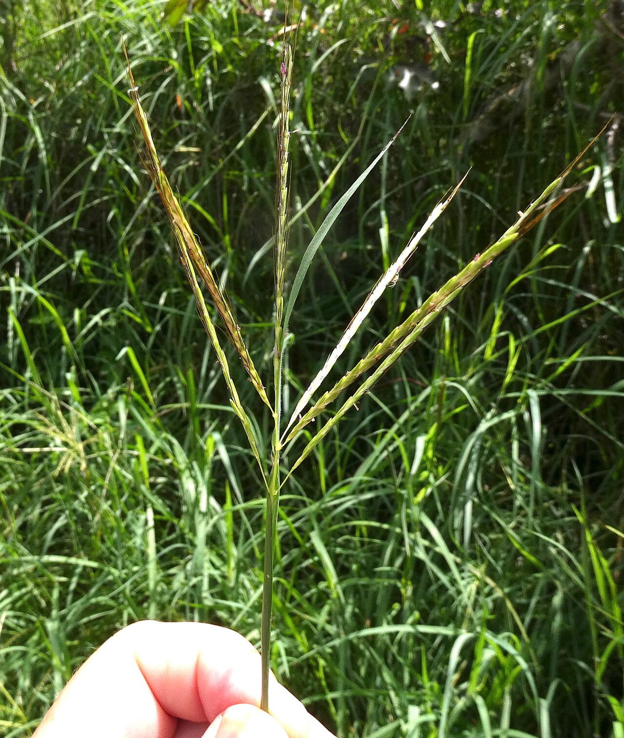Bothriochloa pertusa flower