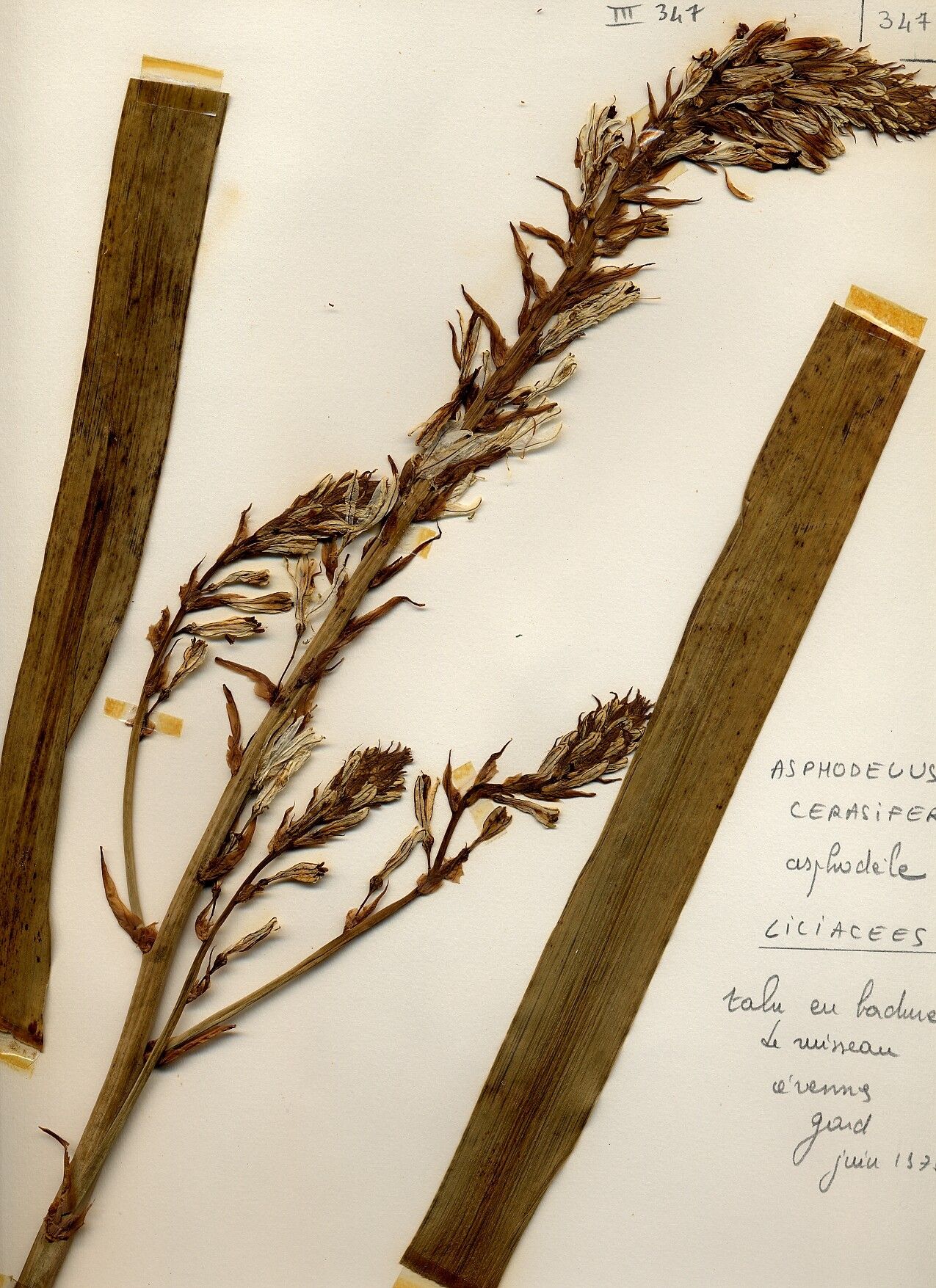 Asphodelus cerasifer flower