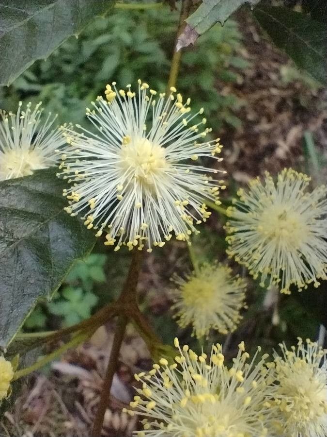 Callicoma serratifolia flower