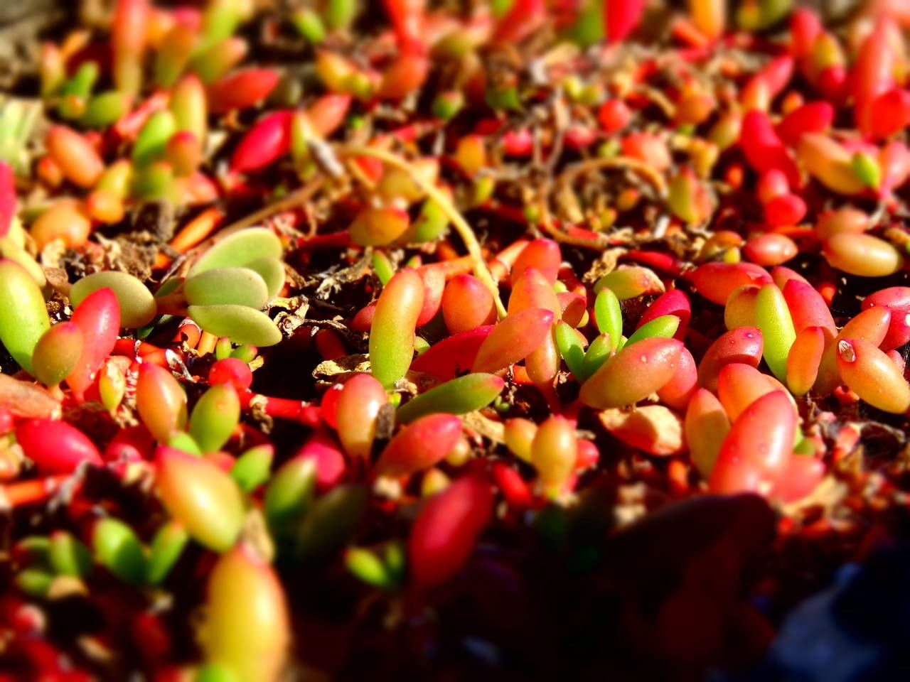 Sesuvium portulacastrum fruit