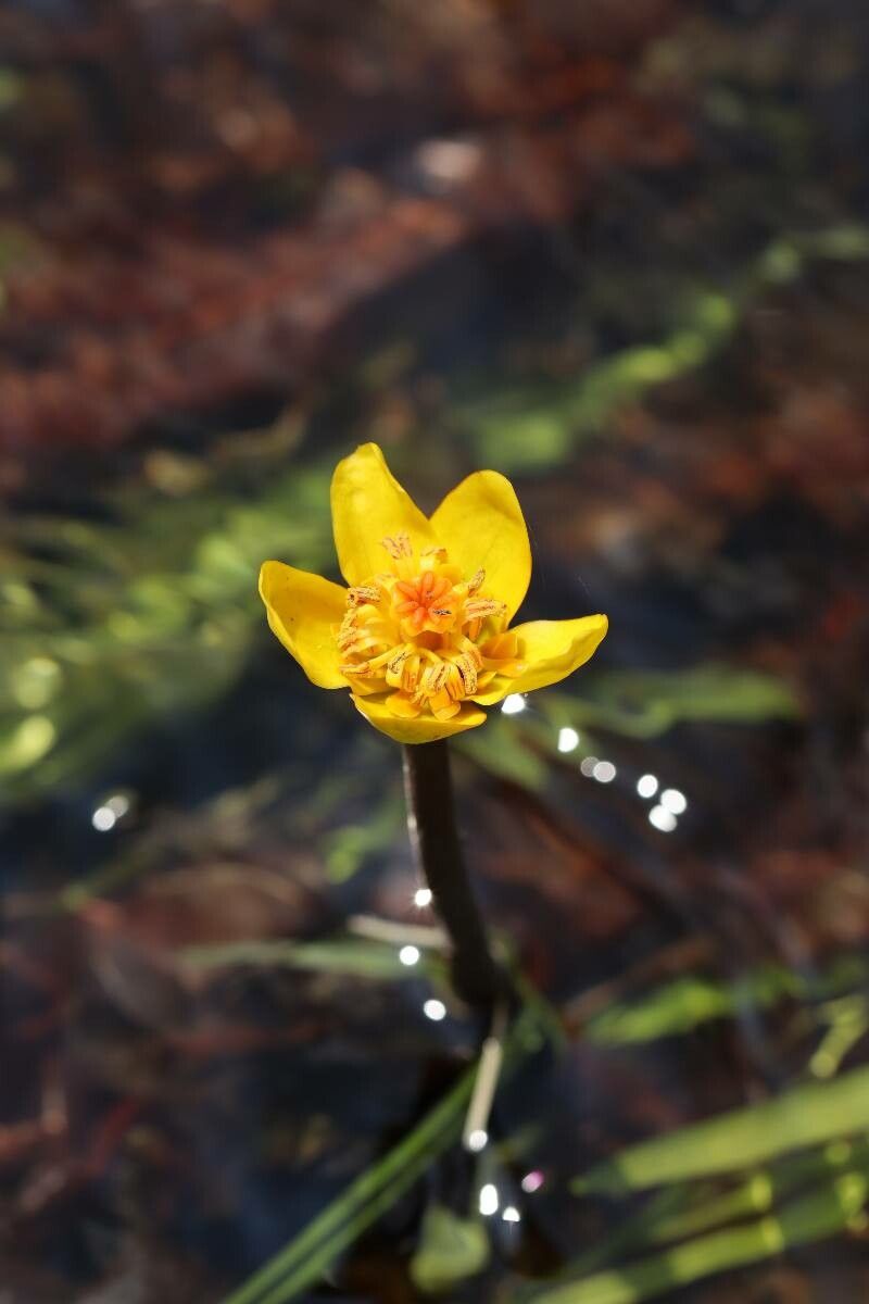 Nuphar submersa — search result for 'Nuphar'