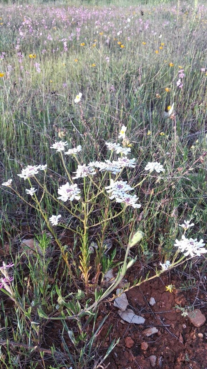 Iberis pectinata other