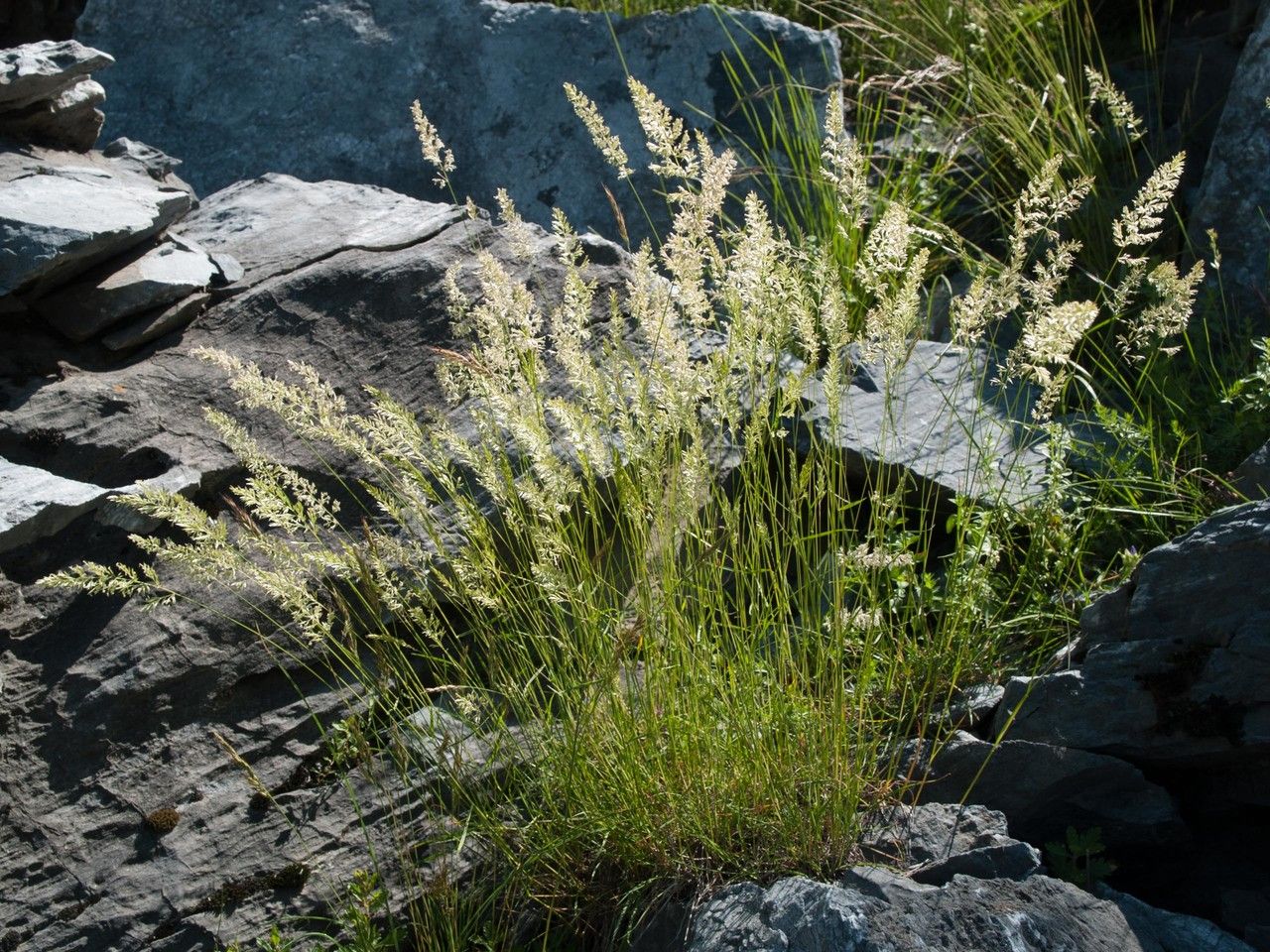 Koeleria splendens flower