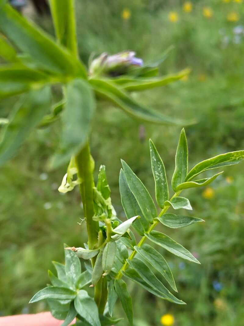 Polemonium caucasicum