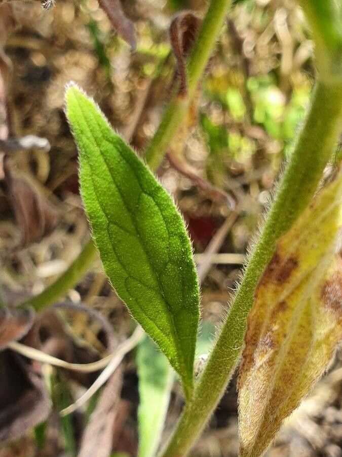 Cynoglossum lanceolatum — search result for 'Cynoglossum'