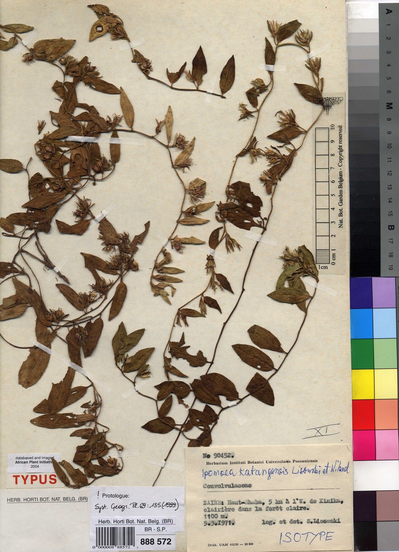 Ipomoea katangensis — houseplant care guide