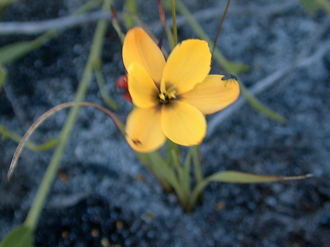 Ixia dubia flower