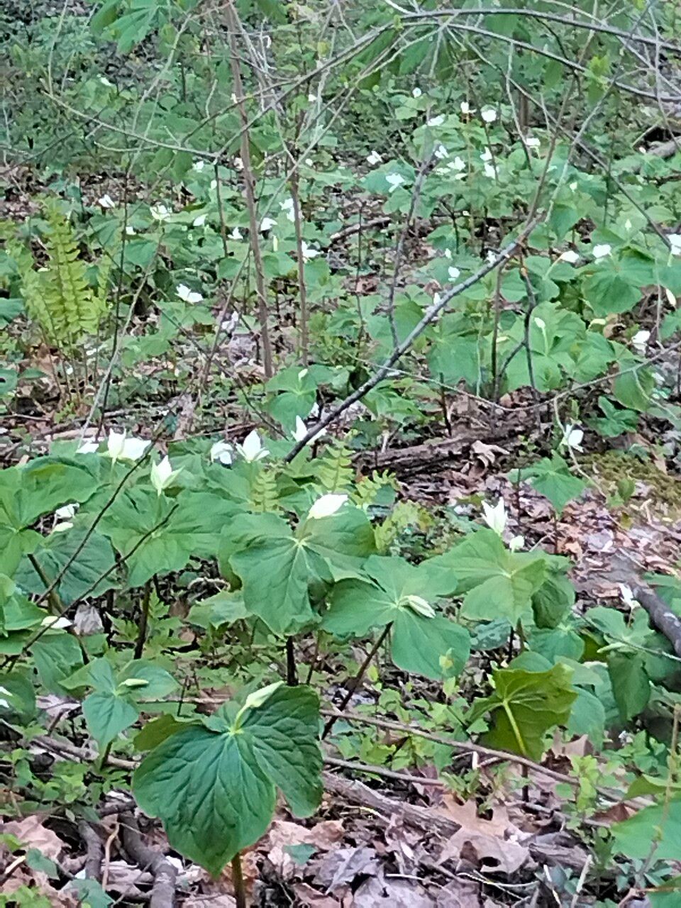 Trillium simile leaf
