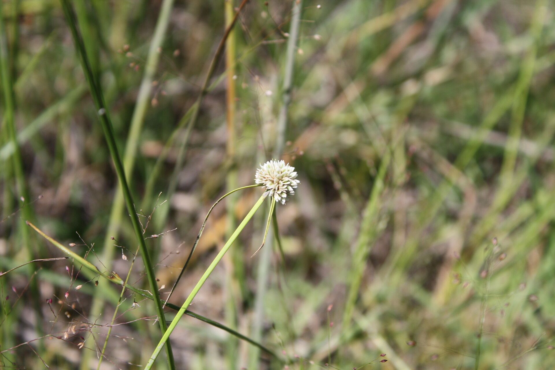 Cyperus pulchellus — houseplant care guide