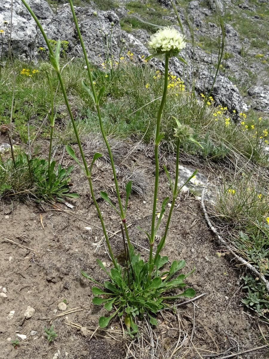 Saponaria bellidifolia habit