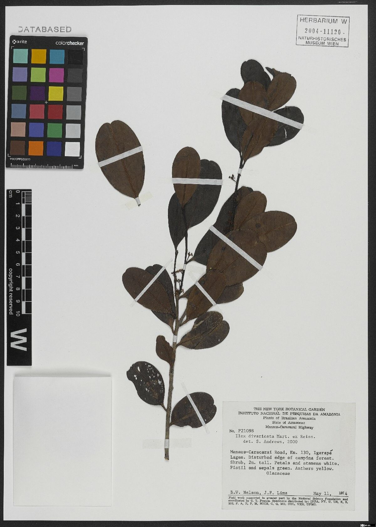 Ilex divaricata leaf