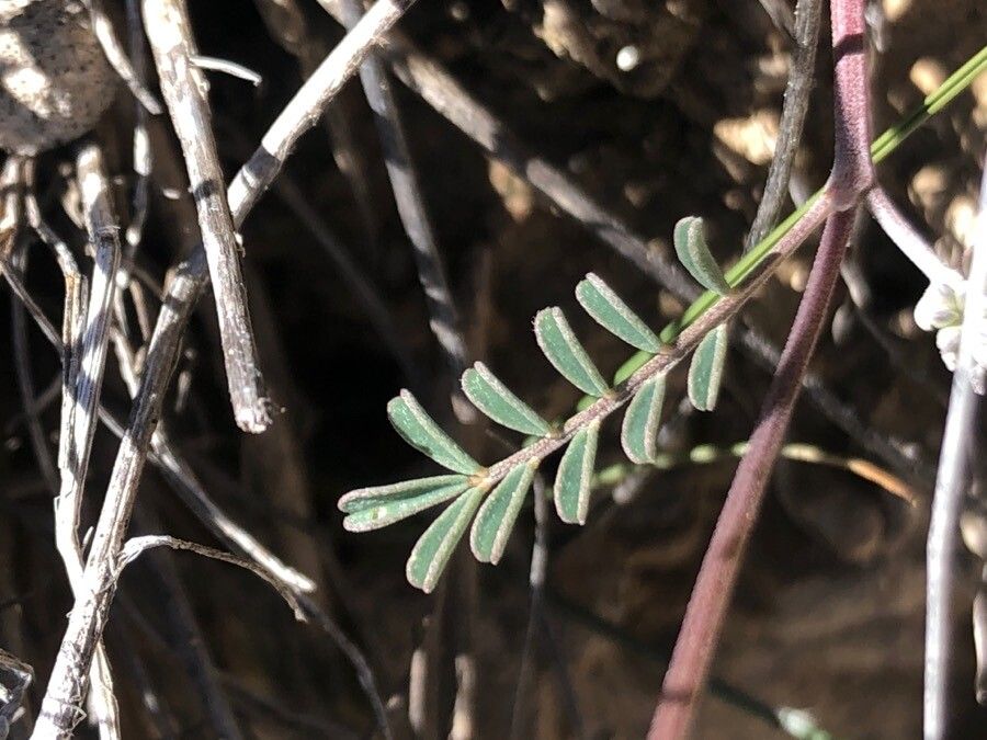 Hippocrepis commutata — search result for 'Hippocrepis'