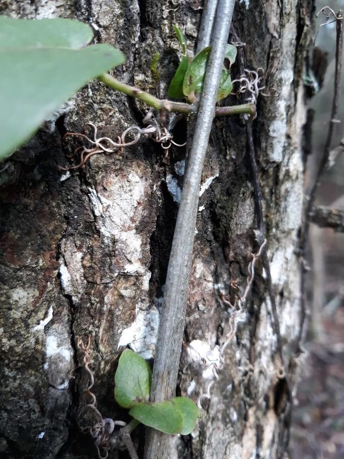 Bignonia capreolata bark