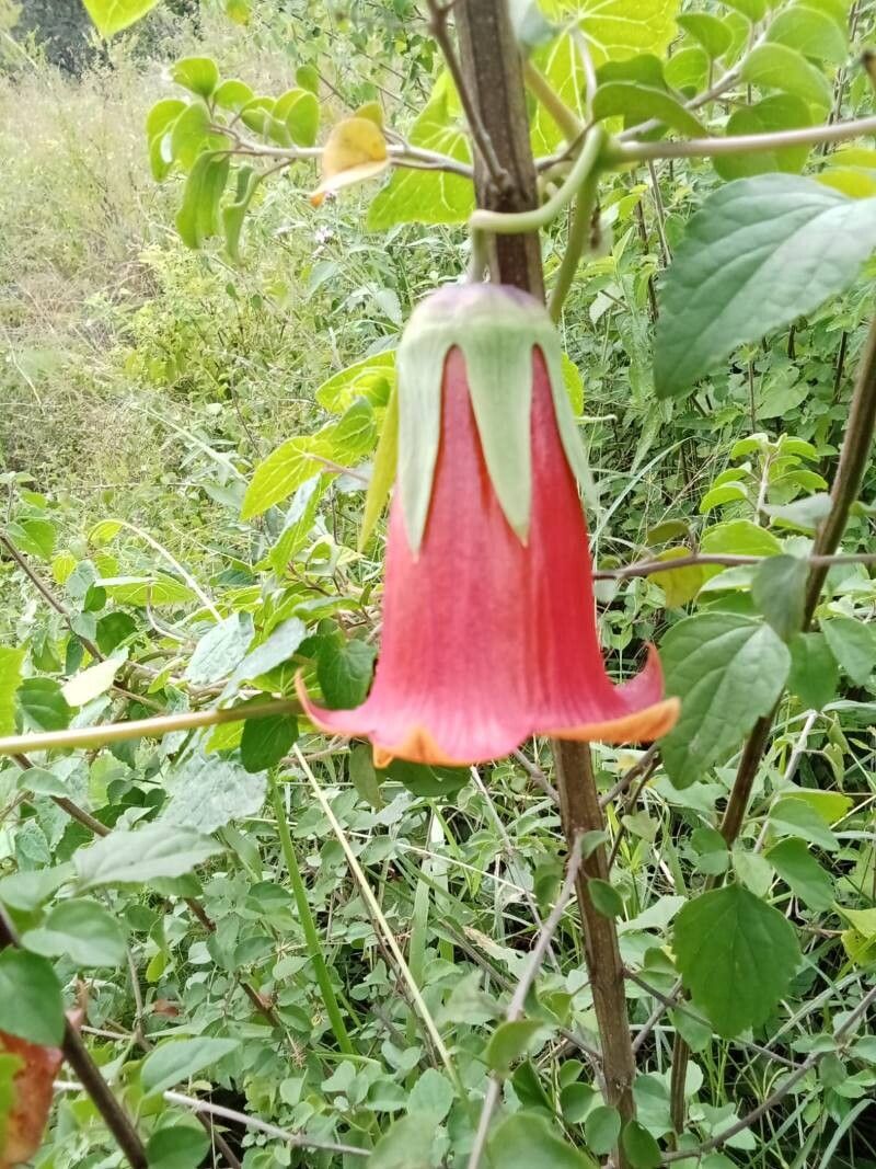 Canarina abyssinica flower