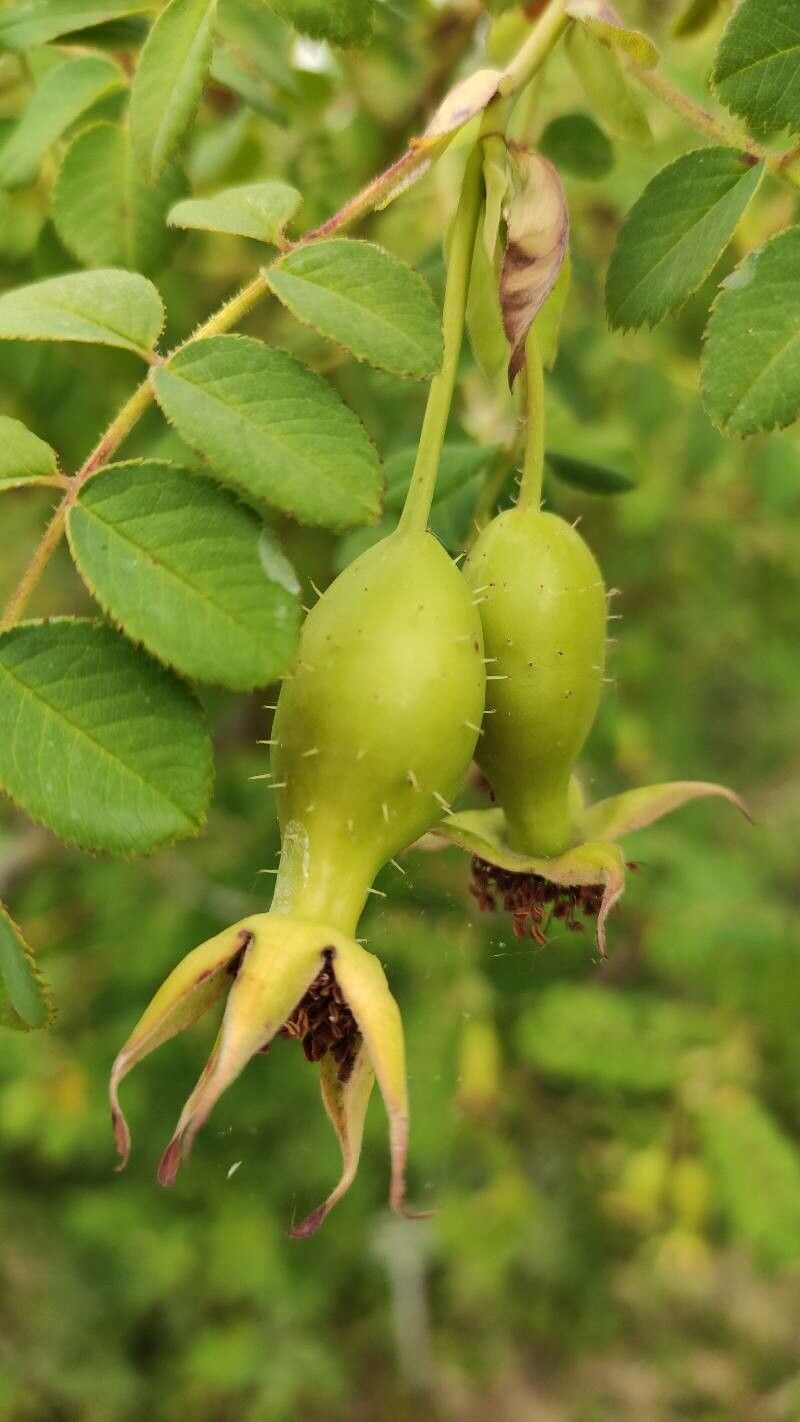 Rosa moyesii fruit