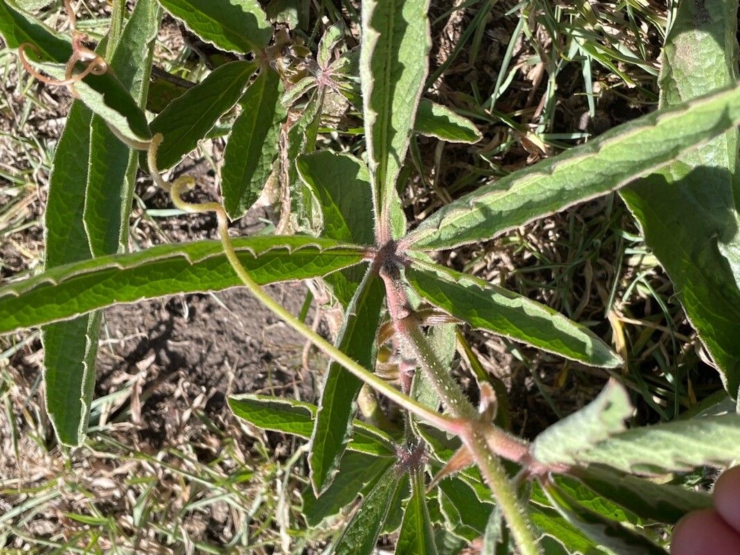 Cyphostemma serpens leaf