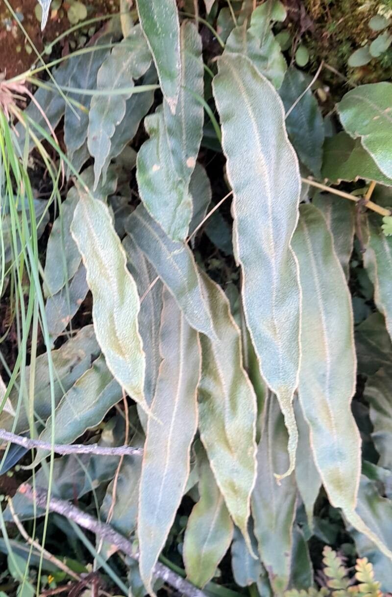 Elaphoglossum crassipes habit