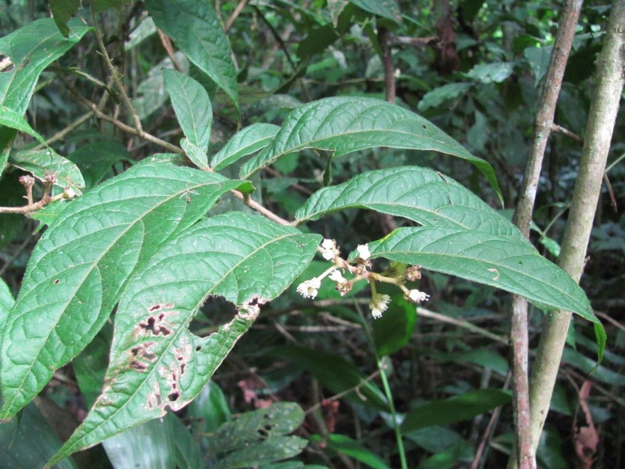 Dichapetalum reliquum — houseplant care guide