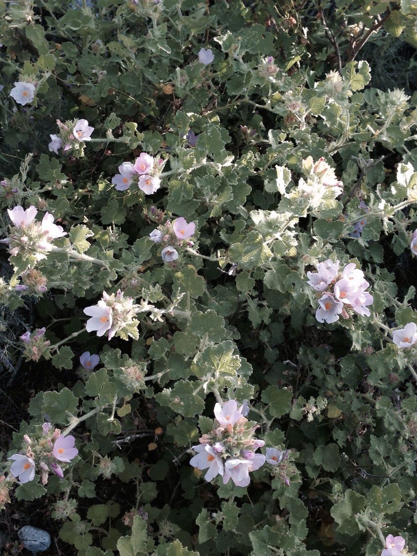 Malacothamnus palmeri habit