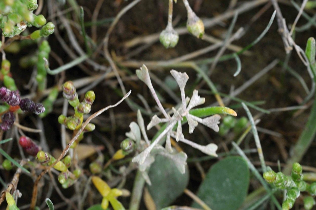 Atriplex pedunculata flower