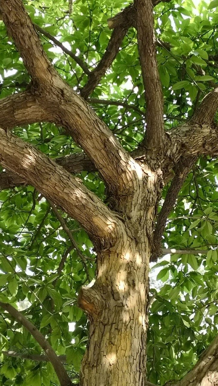 Maclura tricuspidata bark