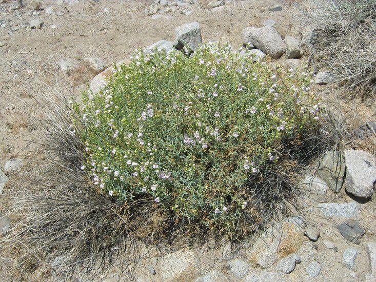 Penstemon fruticiformis habit