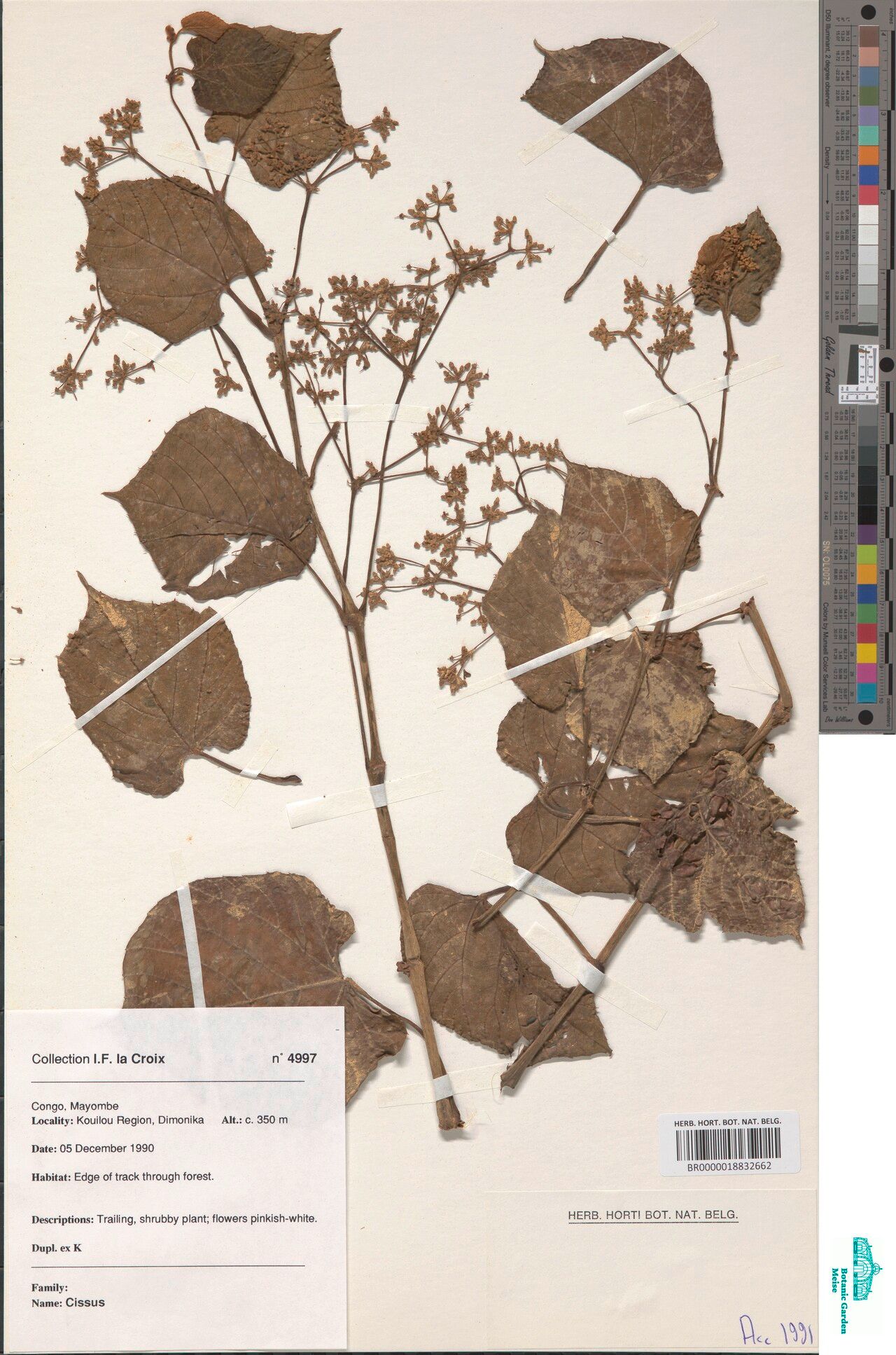 Cissus kouilouensis — houseplant care guide