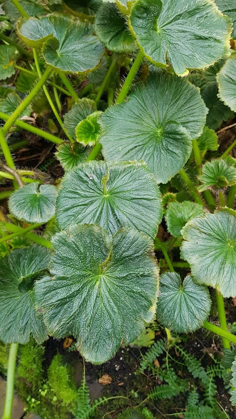Stilbocarpa polaris leaf