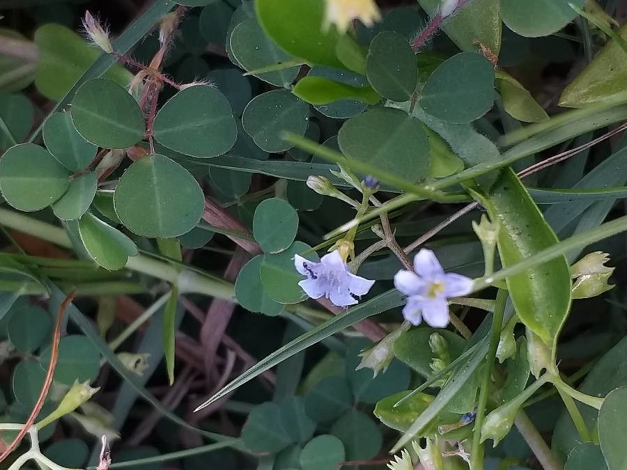 Bacopa monnieri flower