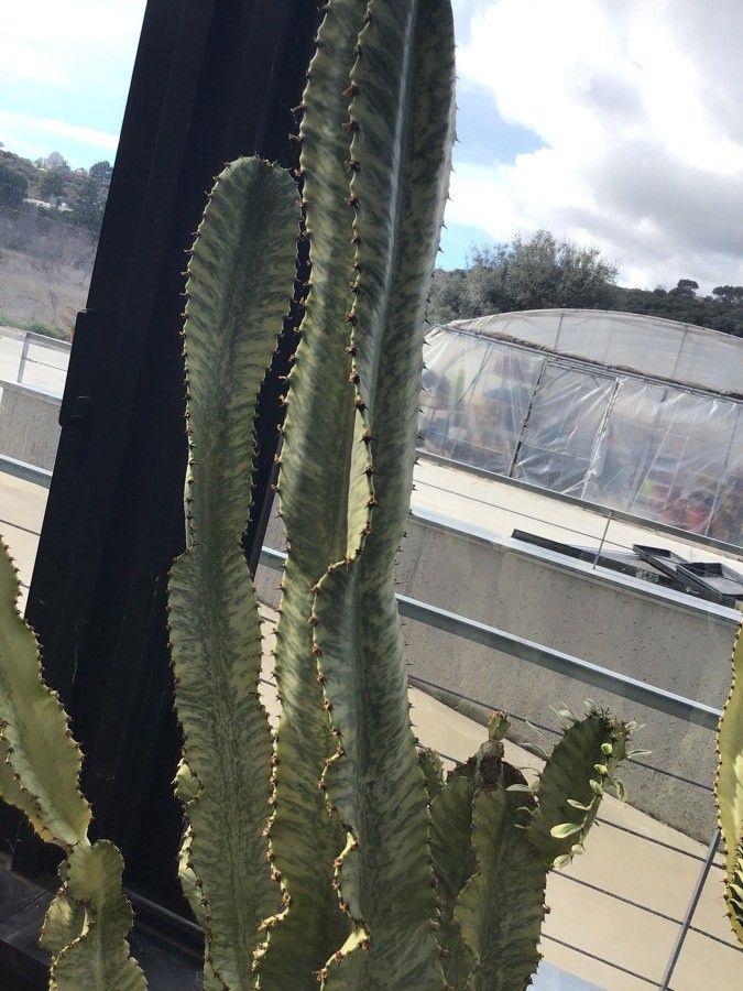 Euphorbia ammak leaf