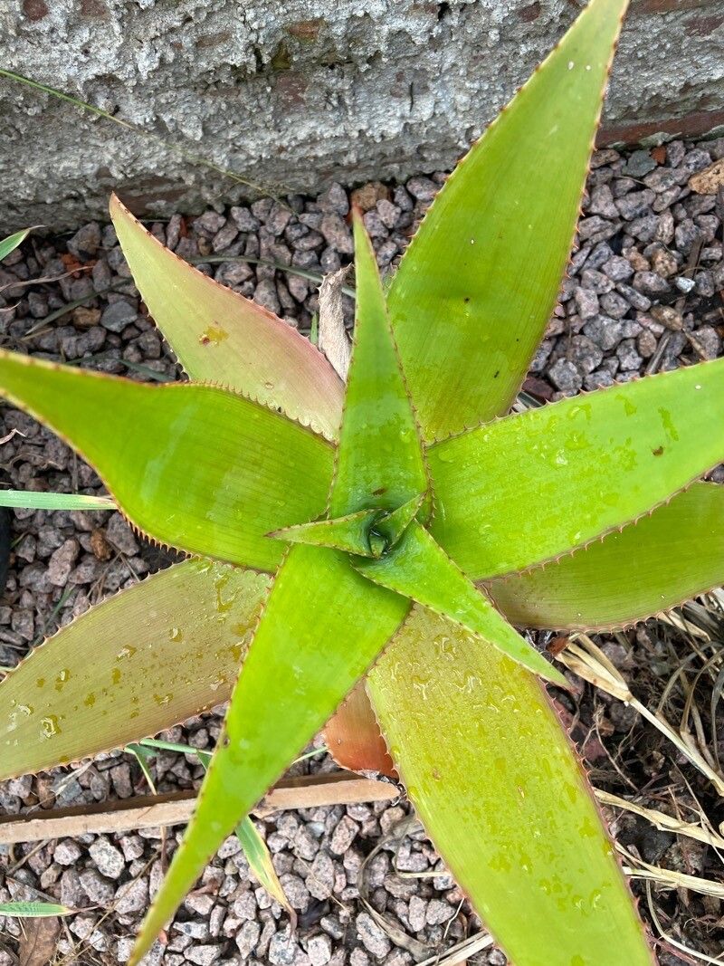Aloe imalotensis leaf