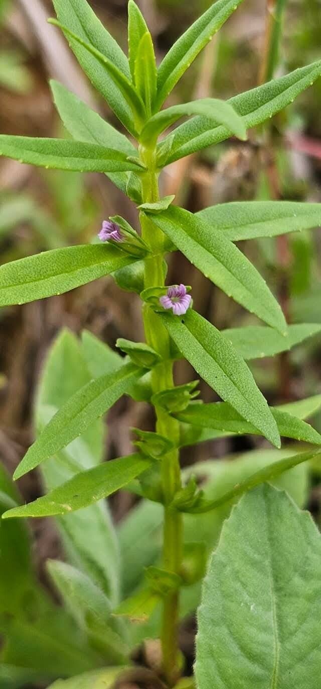 Bacopa floribunda — houseplant care guide