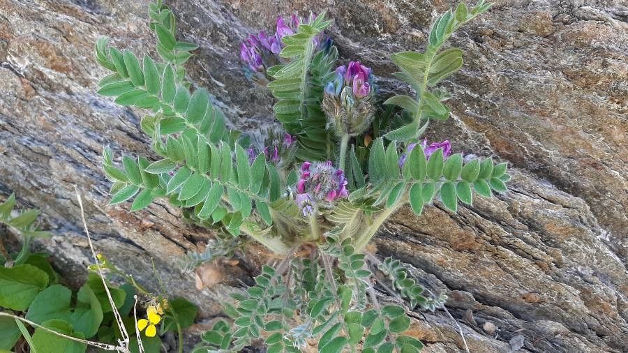 Oxytropis halleri flower