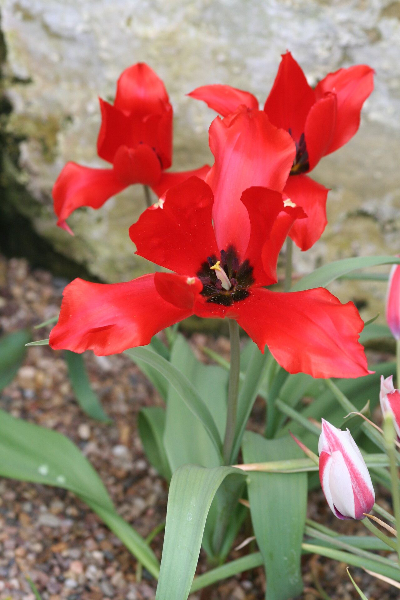 Tulipa sosnowskyi flower