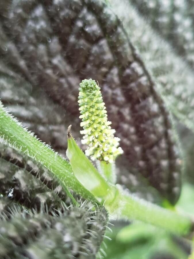Piper hispidum flower
